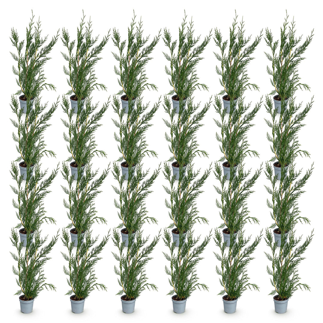 Cupressocyparis leylandii 2011 hedge plants, pack of 24, image 2