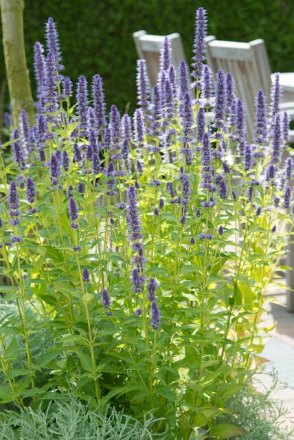 24x Agastache 'Black Adder' - ↕10-25cm - Ø9cm styled in an Irish home interior