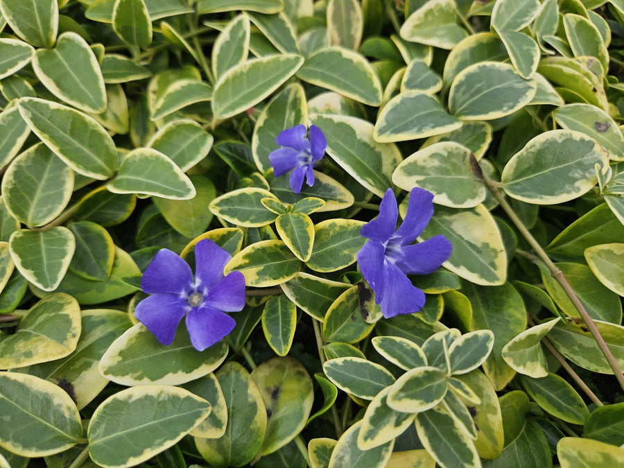 Variegated Vinca minor 'Blue and Gold' with blue-purple flowers amongst green and cream striped oval leaves