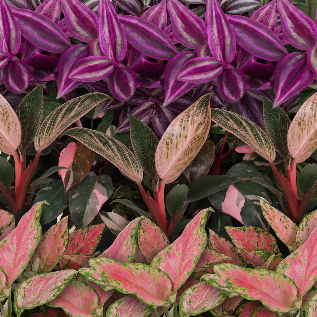 Baby Paradise Mix tropical houseplants, pack of 3 in Ø6cm pots, image 4