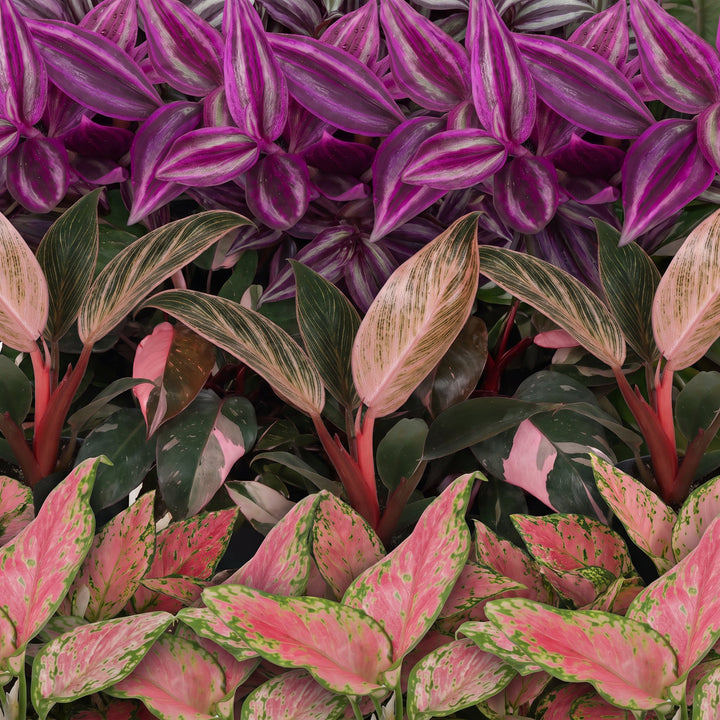 Baby Paradise Mix tropical houseplants, pack of 3 in Ø6cm pots, image 4