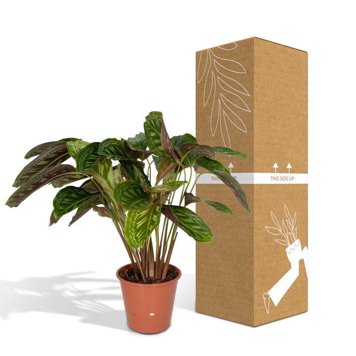 Calathea Flamestar - Peacock Plant - Ø19cm - ↕75cm styled in an Irish home interior