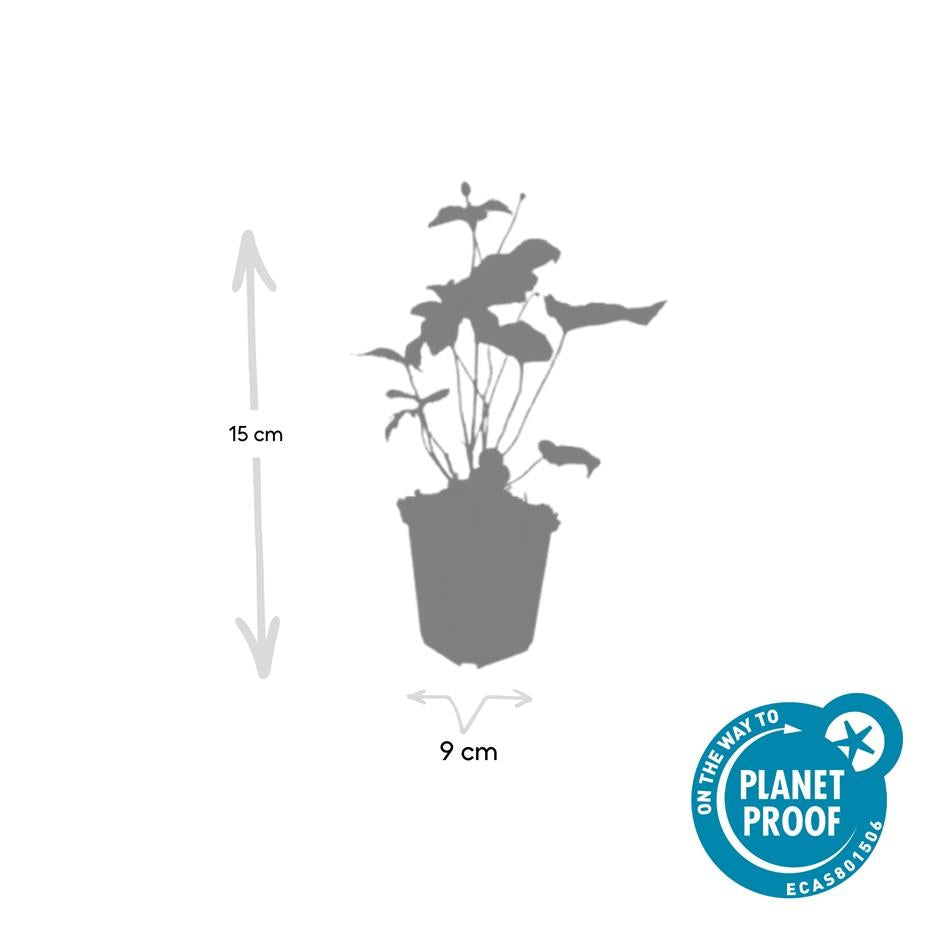 Anemone 'Honorine Jobert' plant in a 9cm pot, height 10-25cm, by Everspring.