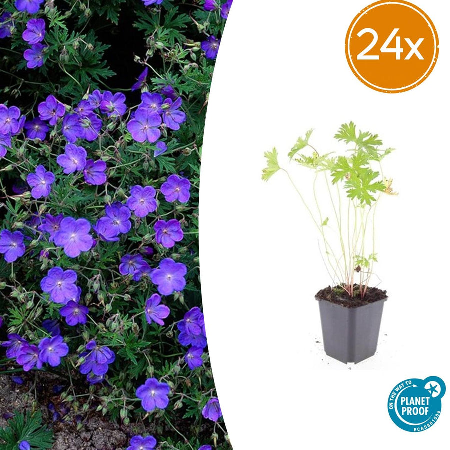 24 hardy Johnson's Blue geranium plants in 9cm pots, featuring vibrant blue flowers, perfect for borders and bee-friendly ga