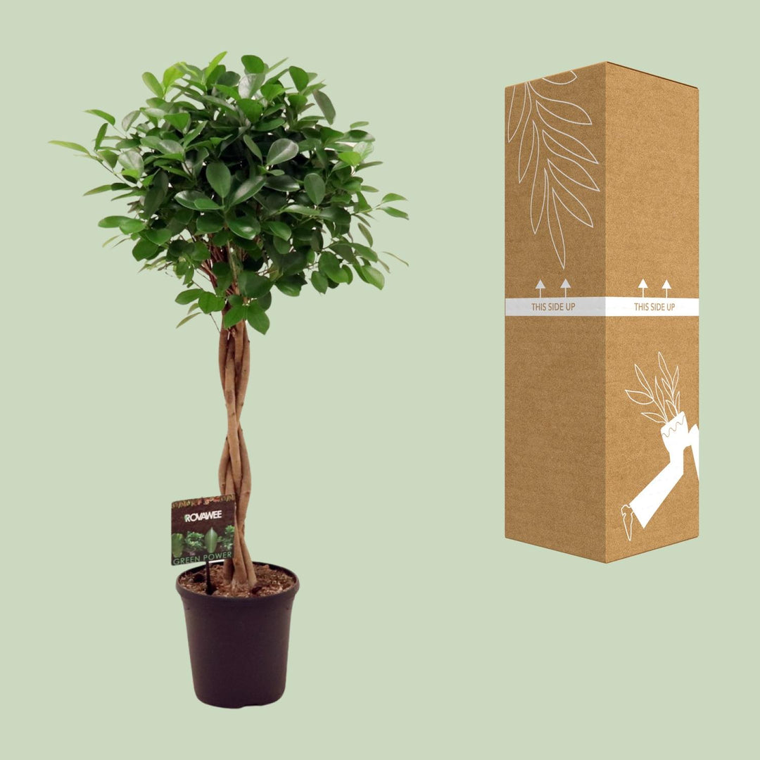 Ficus Micr. Moclame - Ø23cm - ↕110cm styled in an Irish home interior