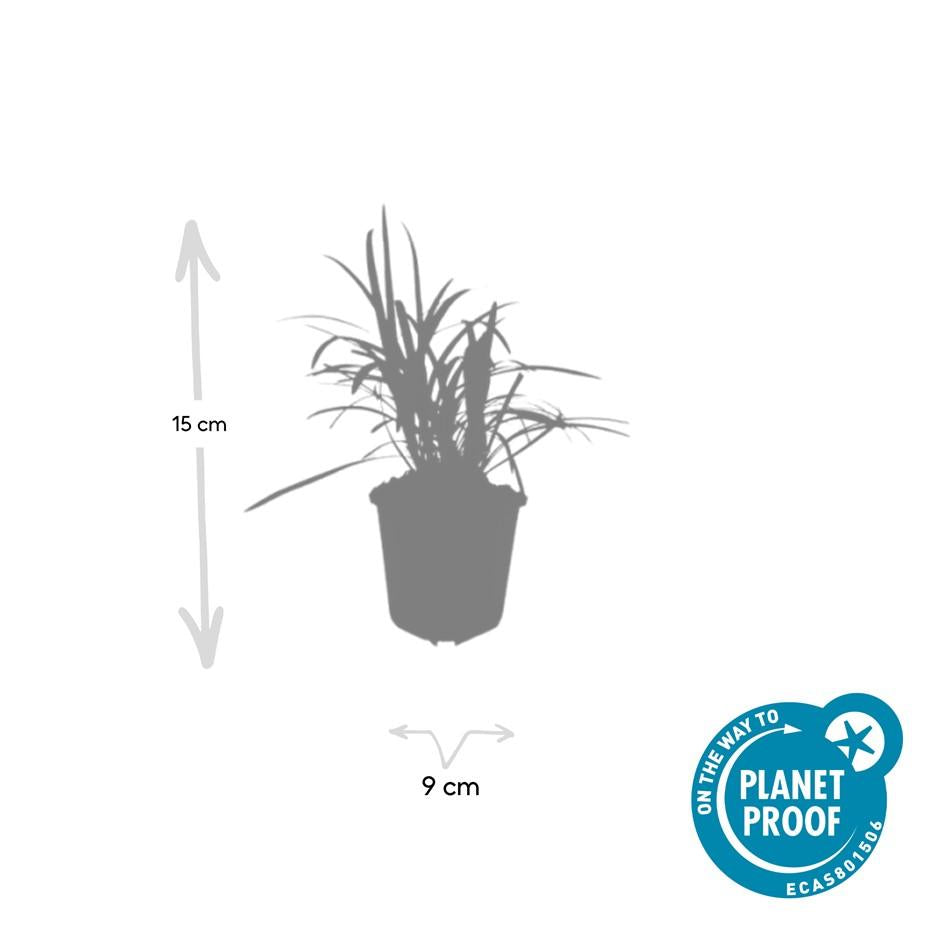 Liriope muscari 'Monroe White': Elegant White-Flowering Evergreen for All Seasons – Buy Now!