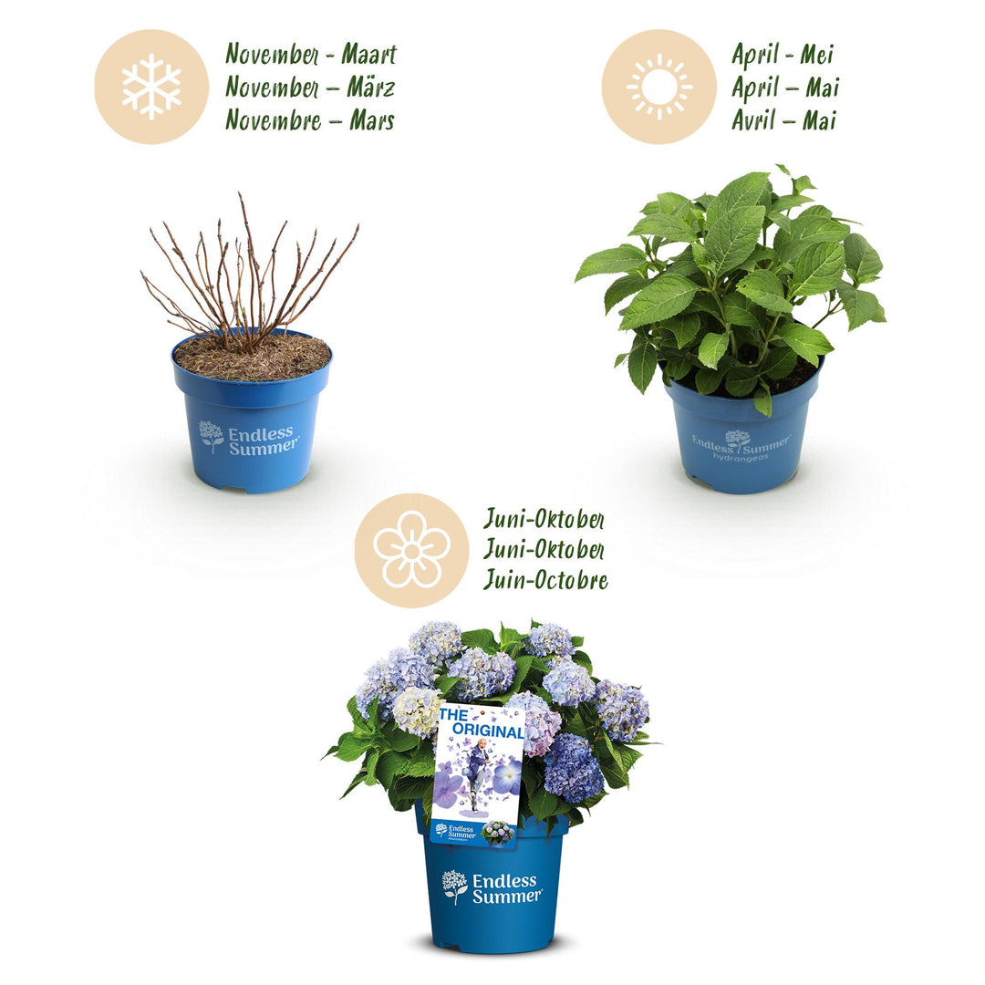 48 Hydrangea macrophylla Endless Summer Original Blue plants in 14cm pots - view 4