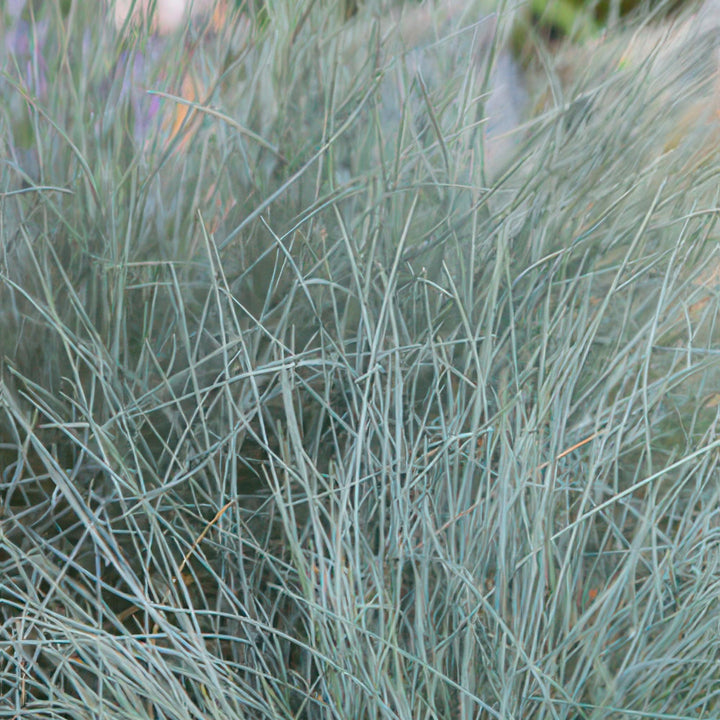 24x Festuca glauca 'Elijah Bleu' - ↕10-25cm - Ø9cm alternative angle showing habit and leaf structure