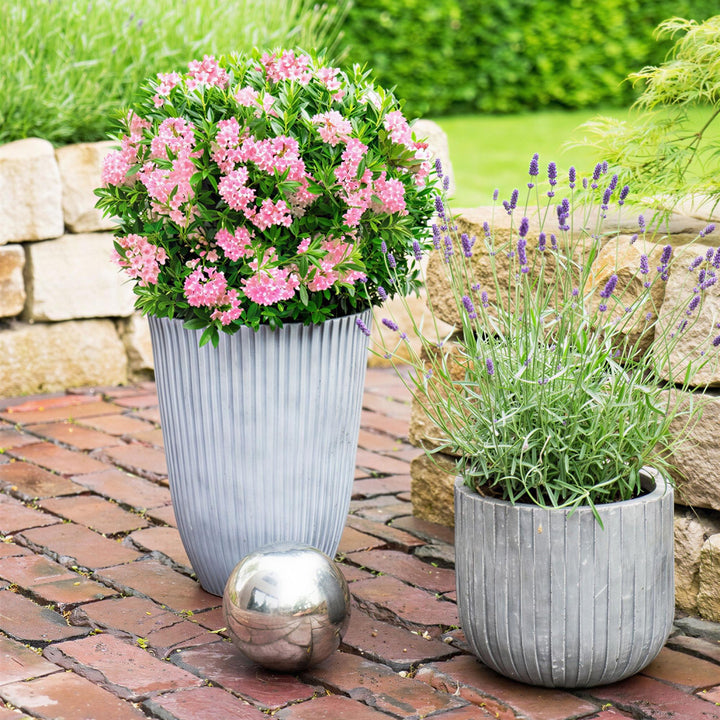 4 Rhododendron Bloombux Magenta plants in 17cm pots, 30-40cm tall - view 5
