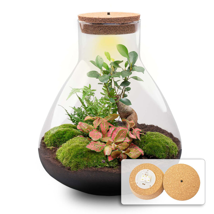 DIY Plant Terrarium with Light – Sam XL Bonsai – Ø30cm ↕32cm