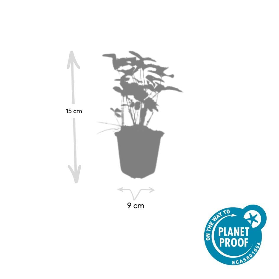 48 Fragaria vesca plants, 10-25cm tall, in Ø9cm pots, by Everspring, ideal for garden collections.