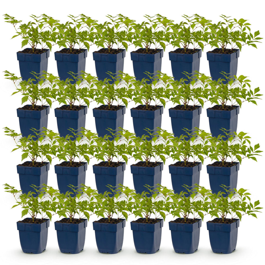 24 Astilbe japonica 'Deutschland' plants in 11cm pots, 15-25cm tall