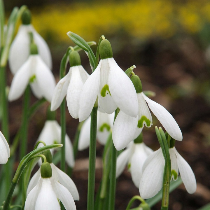 Galanthus elwesii in flower, large white bells with bold green inner markings, 100-bulb pack for Irish gardens