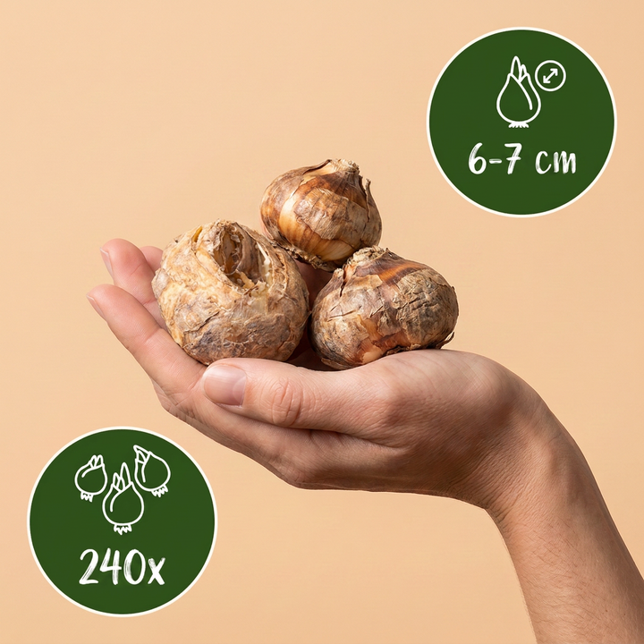 240x Fritillaria meleagris (Snake's Head Fritillary) Bulbs - Purple and White - Naturalising - Size 6/7