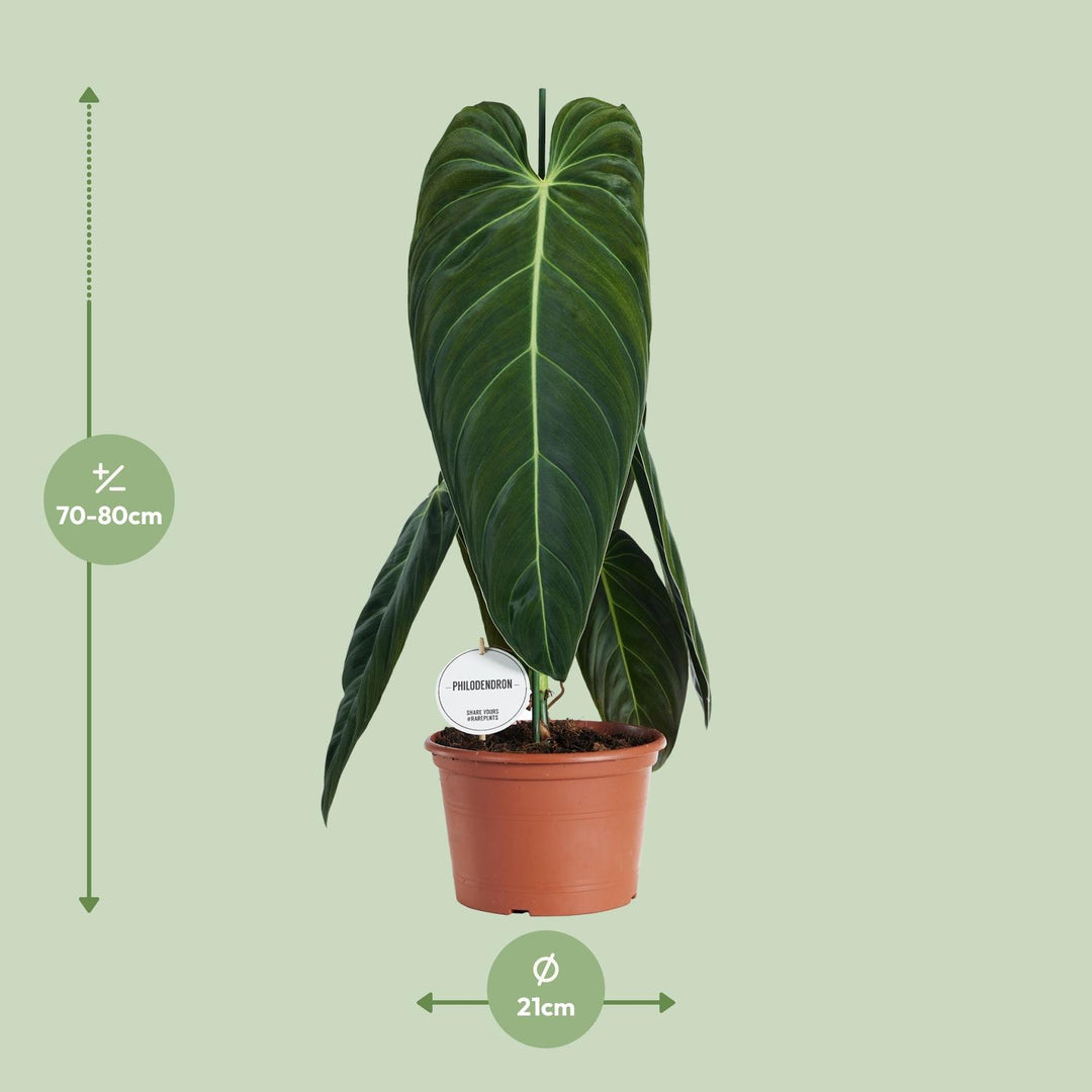 Heart-shaped tropical leaves close-up of Philodendron Melanochrysum - Ø21cm - ↕75cm