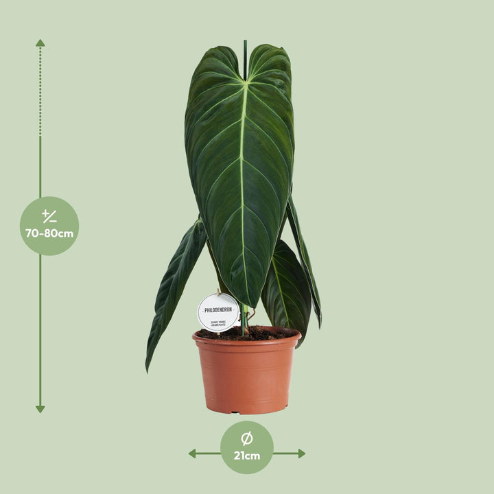 Heart-shaped tropical leaves close-up of Philodendron Melanochrysum - Ø21cm - ↕75cm