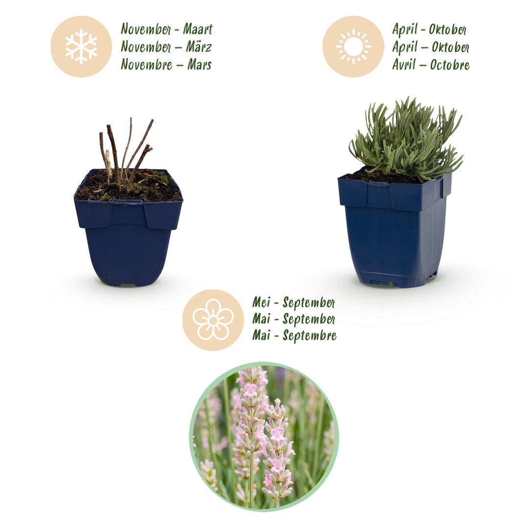 Pack of 24 Lavandula angustifolia 'Rosea' pink lavender plants in 11cm pots - view 4