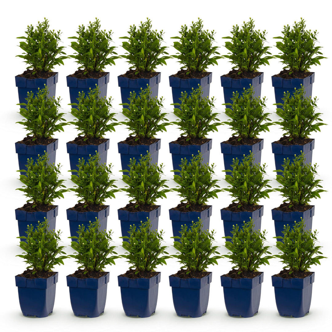 24x Aster dumosus 'Schneekissen' Cushion Aster - White - 11cm Pot - 15-25cm