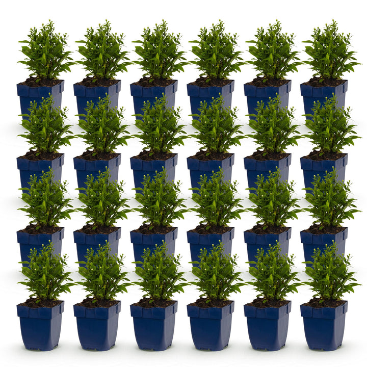 24x Aster dumosus 'Schneekissen' Cushion Aster - White - 11cm Pot - 15-25cm