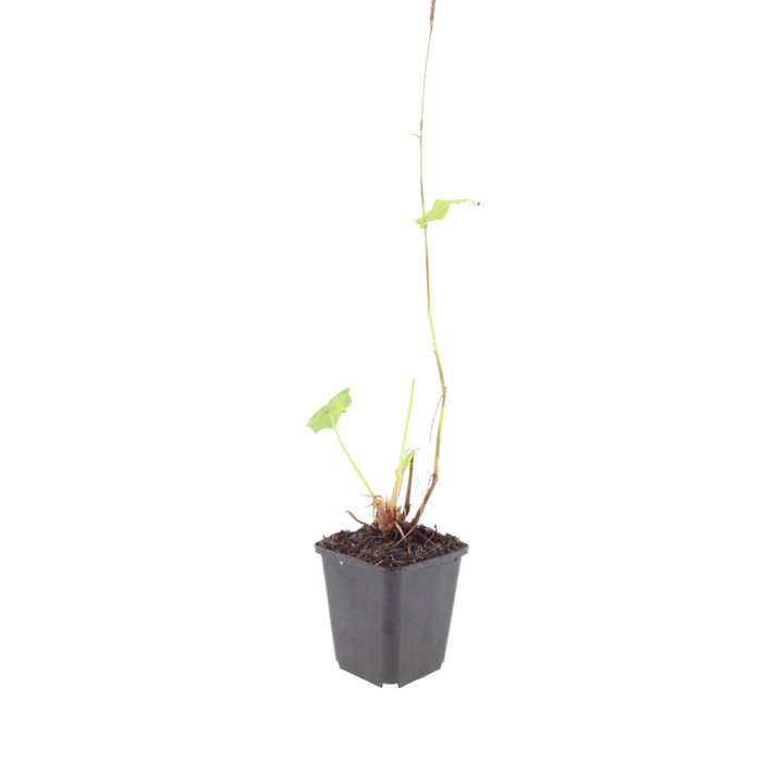 48x Persicaria a. 'Blackfield' - ↕10-25cm - Ø9cm