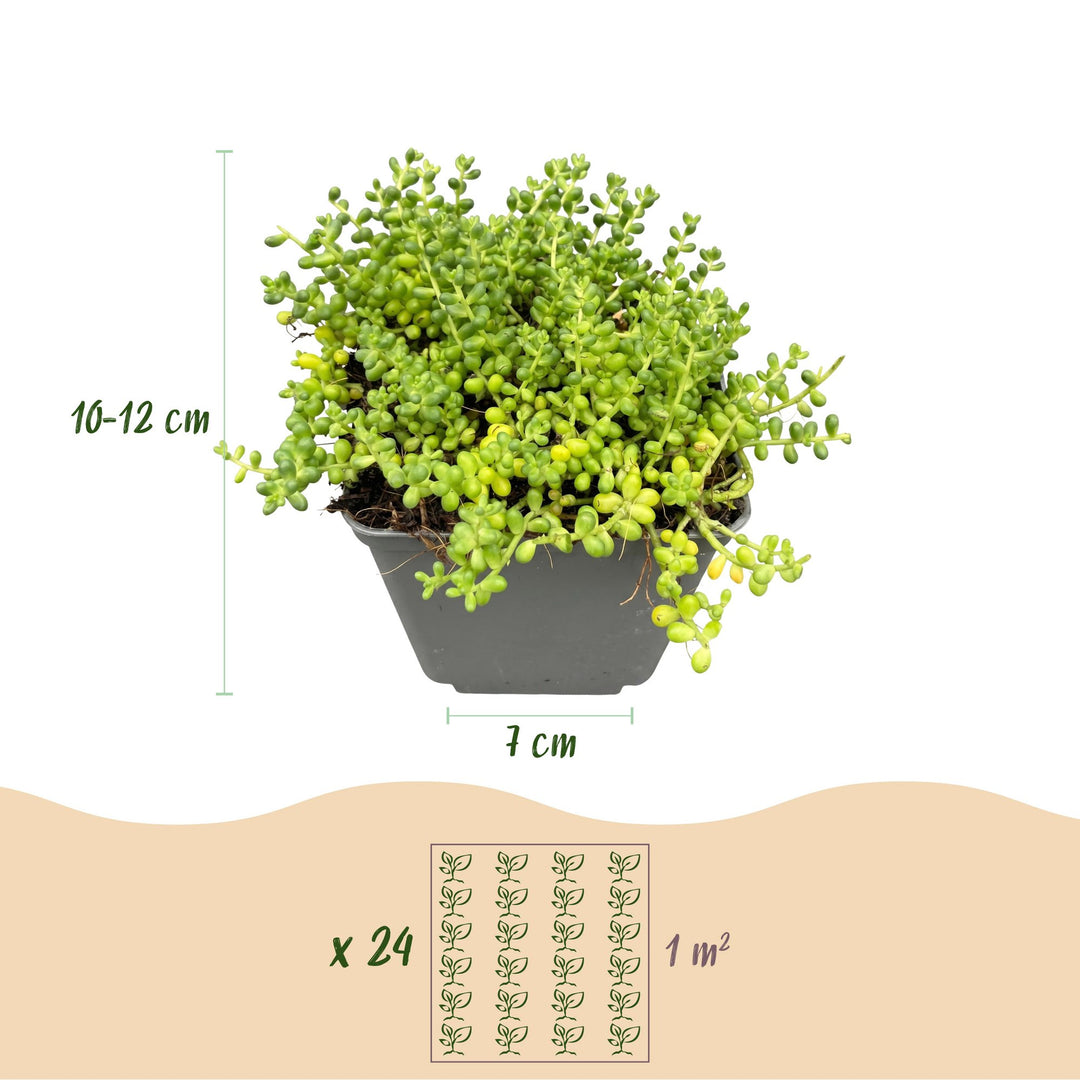 24x Alpine Perennial Mix - Hardy Alpine Perennials - 7cm Pot - 10-12cm