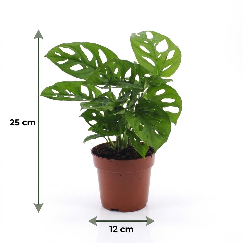 Monkey Mask Monstera (Monstera adansonii) - 4 Plants - 12cm Pot - 25cm Tall