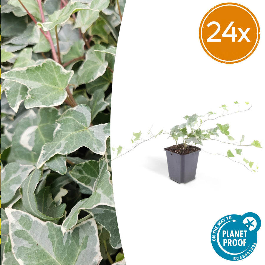 Variegated Hedera Helix 'Glacier' Ivy plants in 9cm pots, healthy green and white leaves, fast-growing, by Everspring