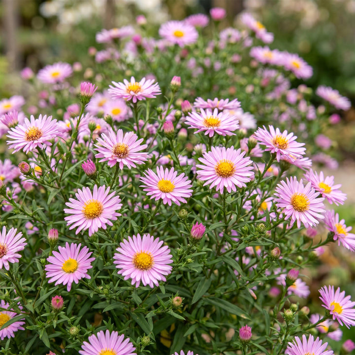 24x Aster 'Wood's Pink' - Mildew-Resistant Aster - Pink - 11cm Pot - 15-25cm