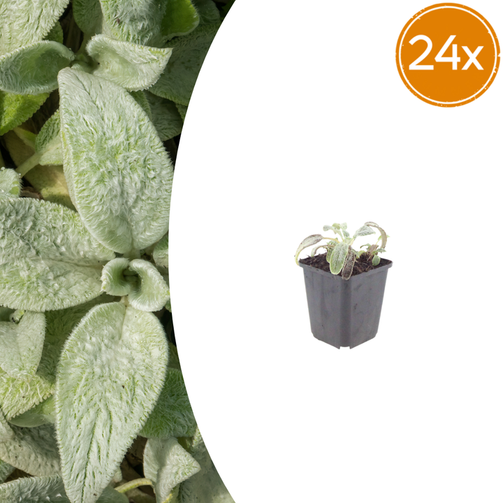 Lamb's ear with soft, silvery-grey wrinkled foliage in black plastic pot, 24-pack quantity shown