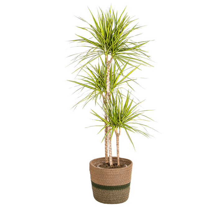 Dracaena Marginata Sunray with basket Ø24cm - ↕130 - 150cm