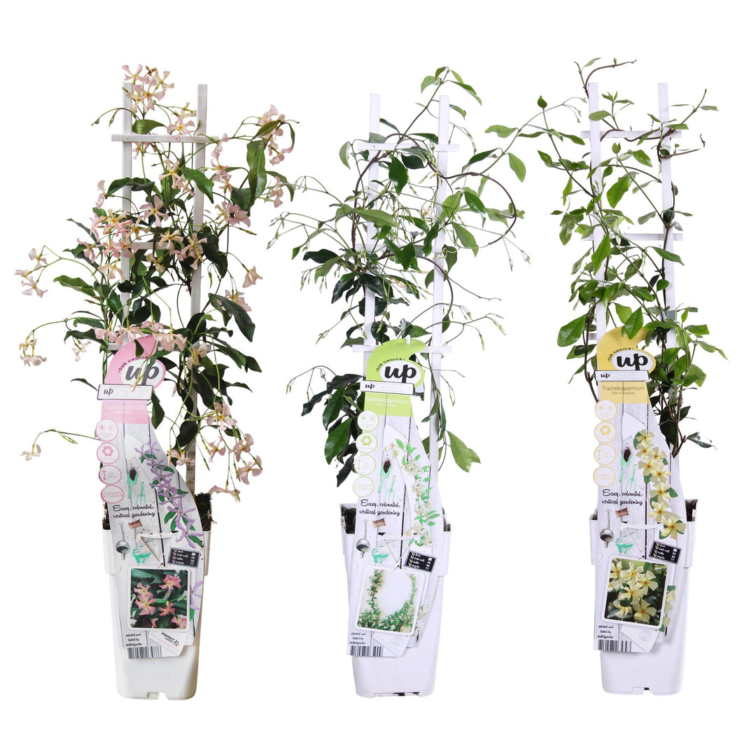 3x Trachelospermum Mix - Star Jasmine Selection - Ø15cm - ↕65cm