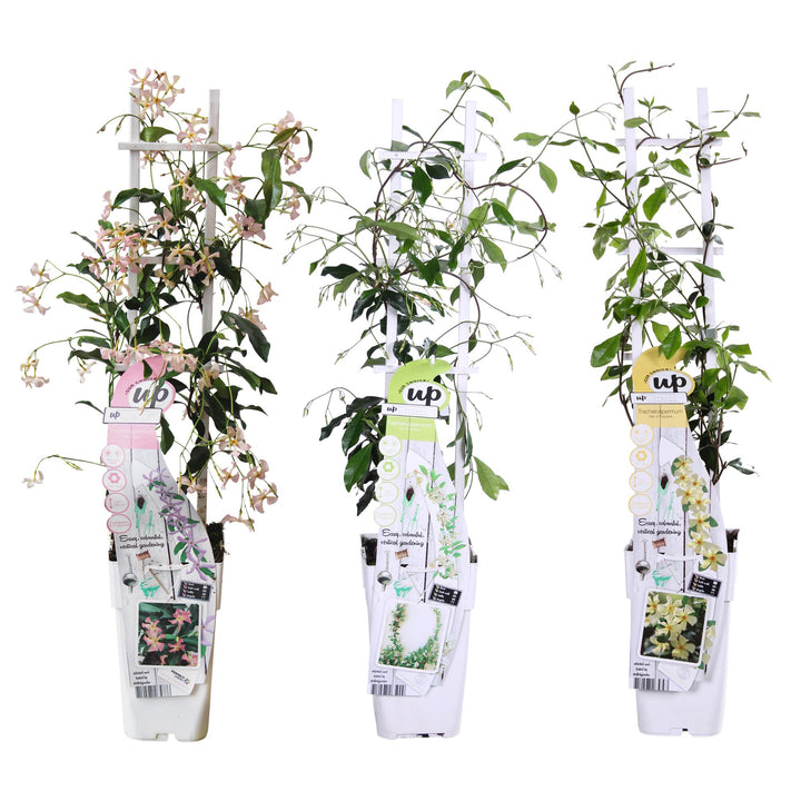 3x Trachelospermum Mix - Star Jasmine Selection - Ø15cm - ↕65cm