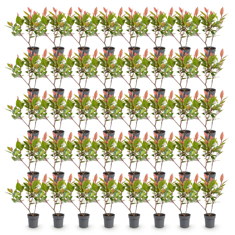 40 Photinia x fraseri 'Little Red Robin' plants in 9cm pots, 25-35cm tall - view 2