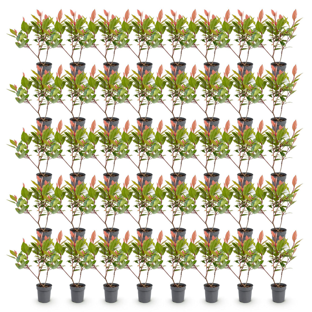 40 Photinia x fraseri 'Little Red Robin' plants in 9cm pots, 25-35cm tall - view 2