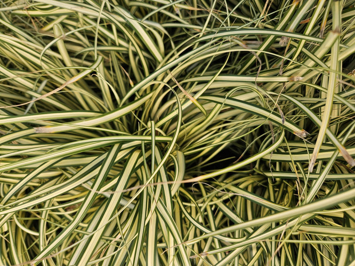 Carex oshimensis 'Evergold' - Stunning Groundcover Grass!