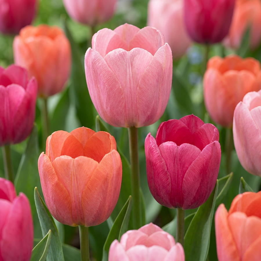 Tulipa Positive Vibe in flower, goblet-shaped blooms on straight upright stems, 160-bulb pack for Irish gardens