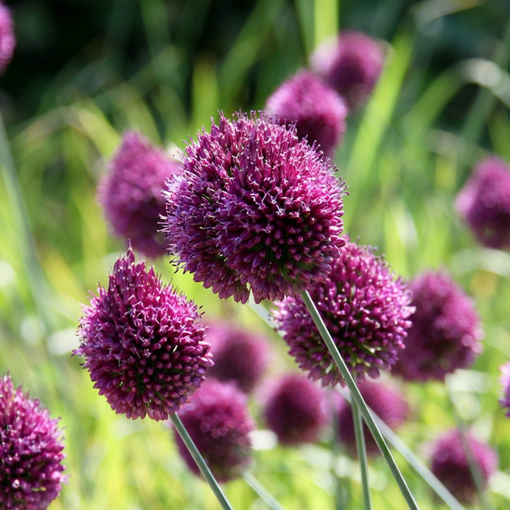 Allium sphaerocephalon in flower, small egg-shaped heads that ripen from green to claret, 800-bulb pack for Irish gardens