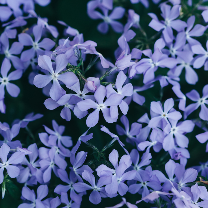Healthy foliage and strong roots close-up of 48x Phlox (S) 'Emerald Cushion Blue'- ↕10-25cm - Ø9cm
