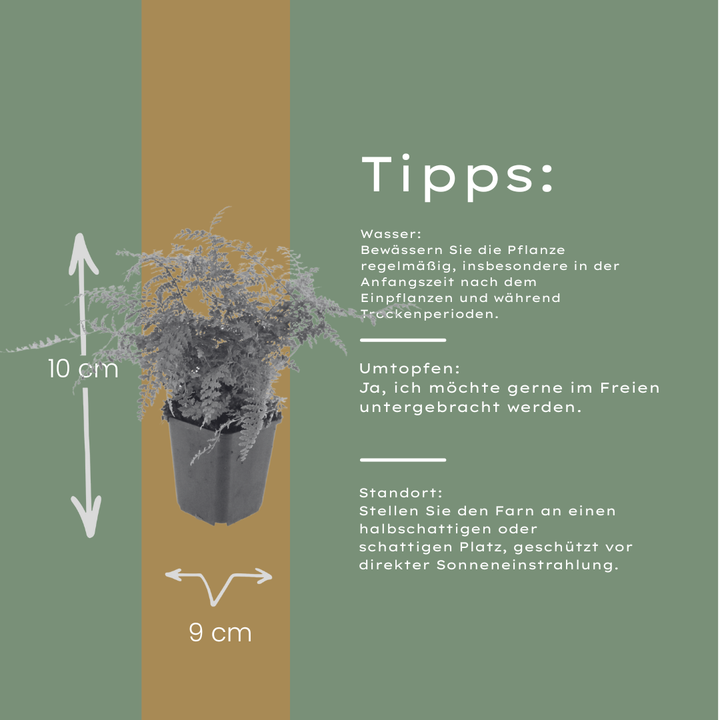 48x Polystichum set. 'Herrenhausen'- ↕10-25cm - Ø9cm