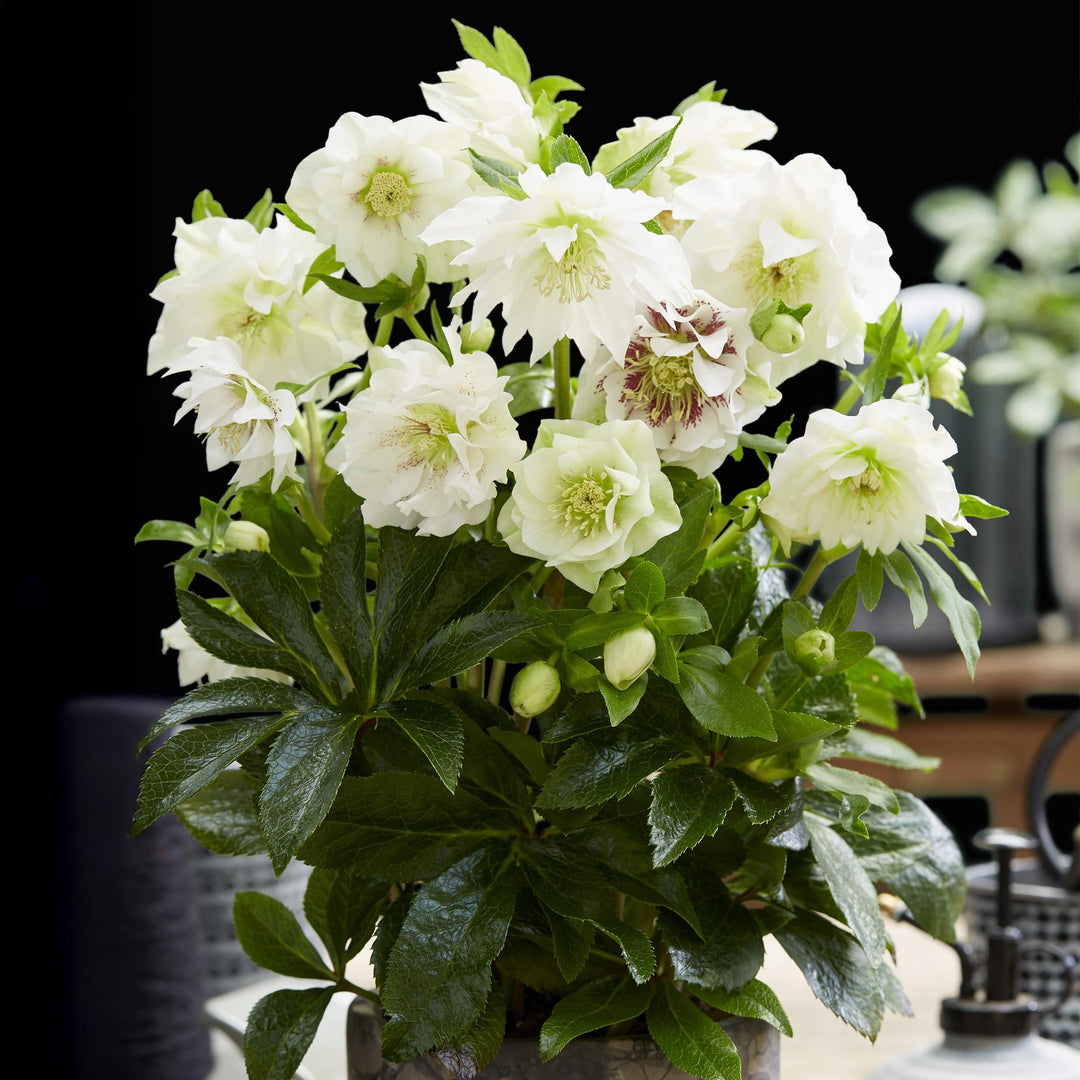 2x Helleborus orientalis 'Double Ellen White' Lenten Rose in 14cm pots - view 5