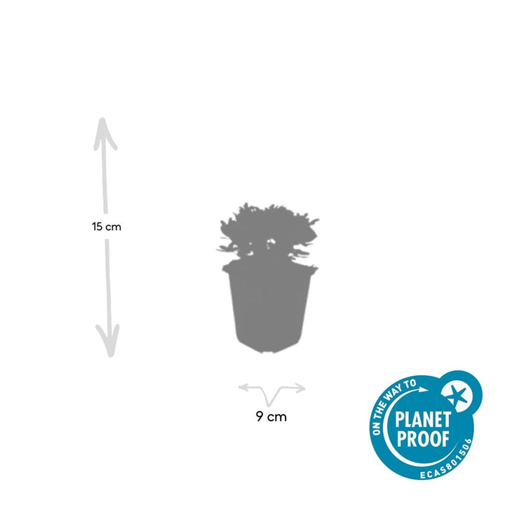 48x Potentilla tridentata 'Nuuk' - ↕10-25cm - Ø9cm