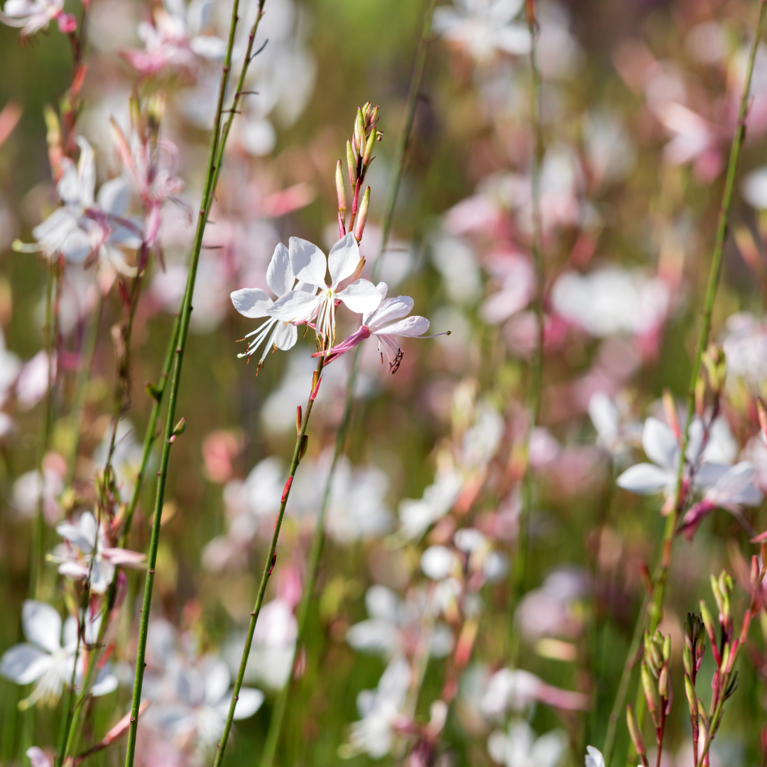 24x Gaura l. 'Whirling Butterflies' - ↕10-25cm - Ø9cm packed for EU plant delivery from PlantGift.ie