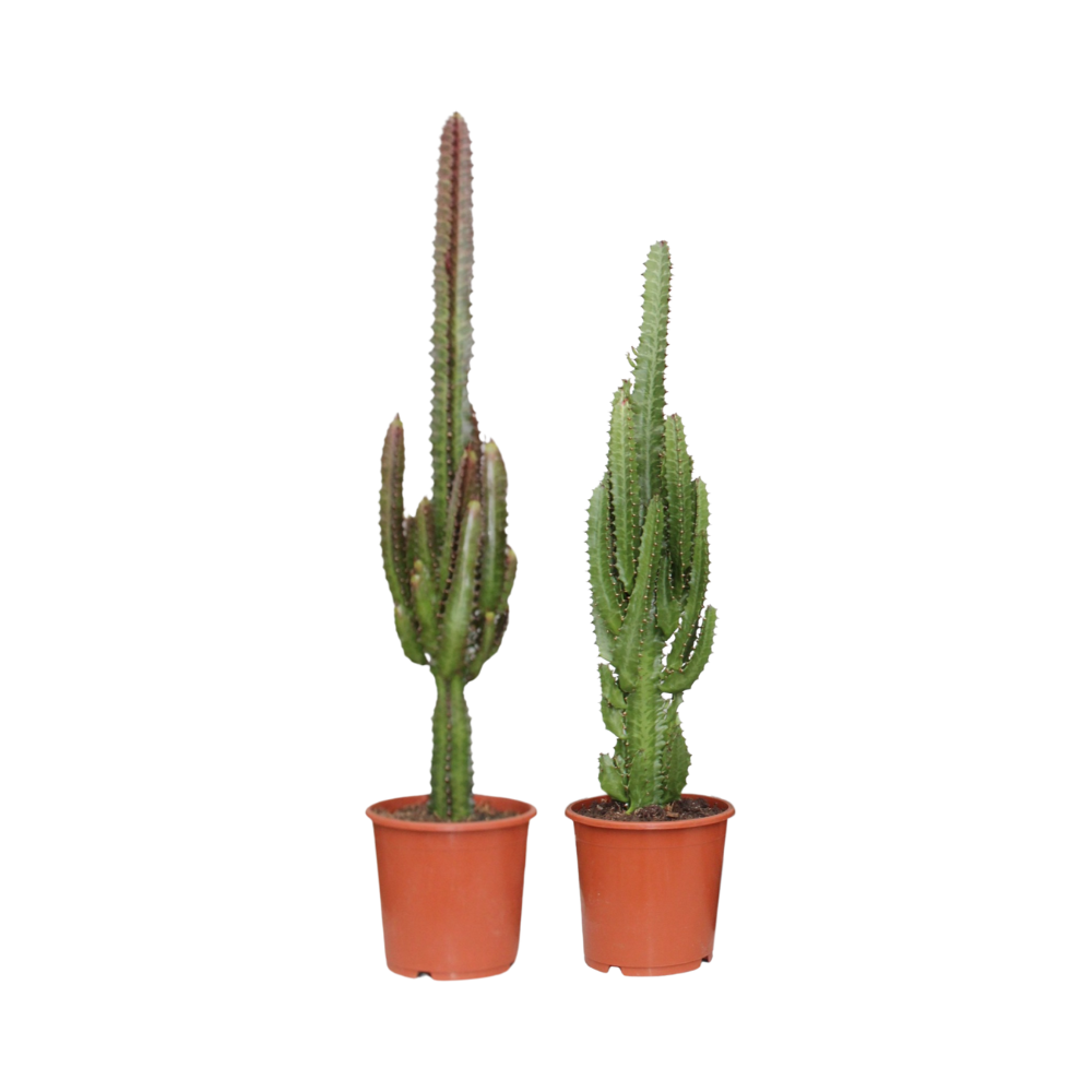 Euphorbia Green / Red - 2 pieces 75cm — African Milk Tree in 17cm pot
