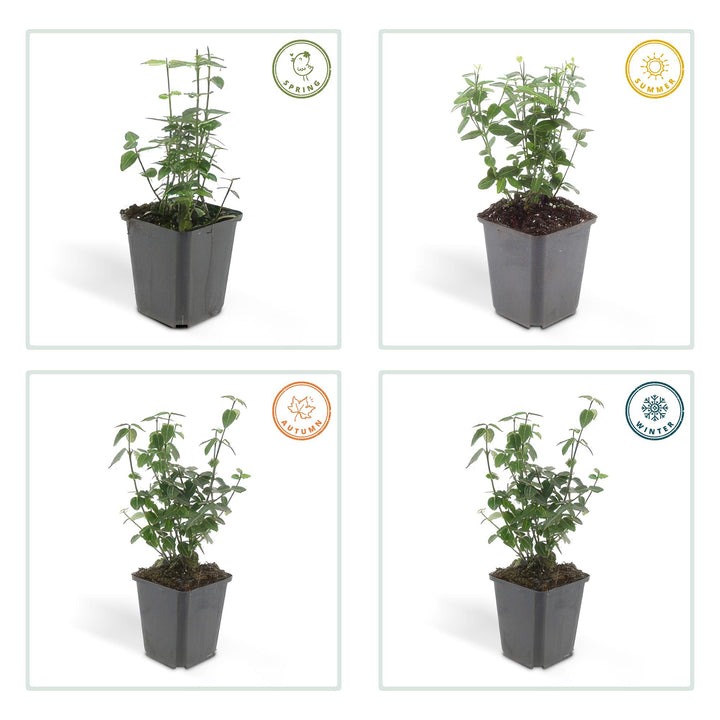 40x Wintercreeper Euonymus - Evergreen Ground Cover 10-25cm Ø9cm