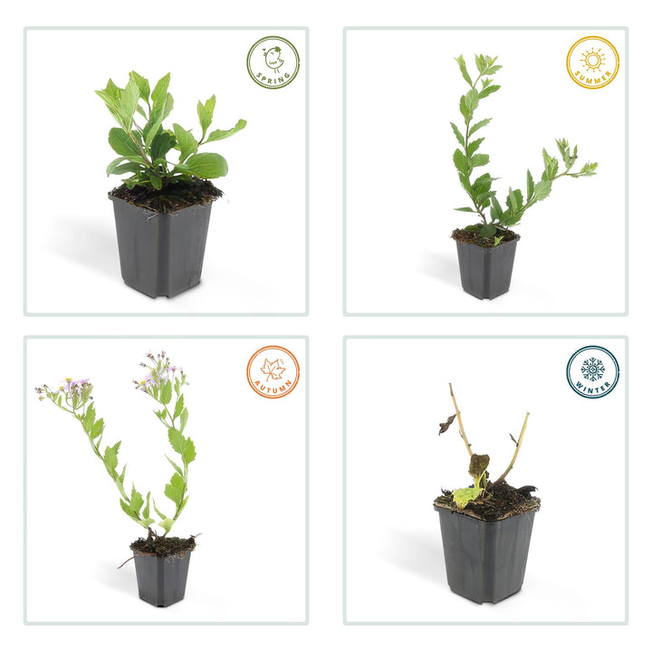 6x Aster ageratoides 'Asran' - ↕10-25cm - Ø9cm — healthy root ball and nursery pot ready to ship from Ireland