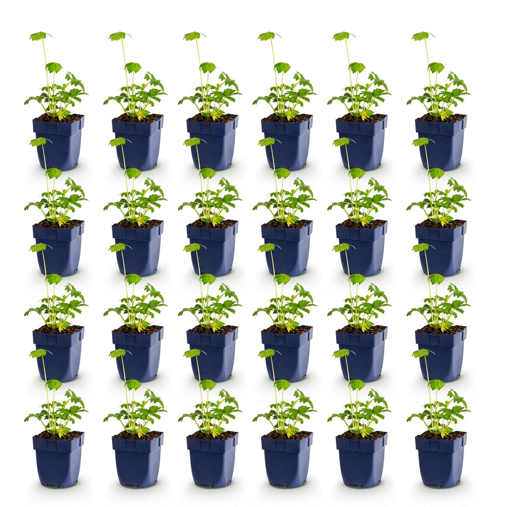 24x Astrantia major masterwort plants in 11cm pots - view 2
