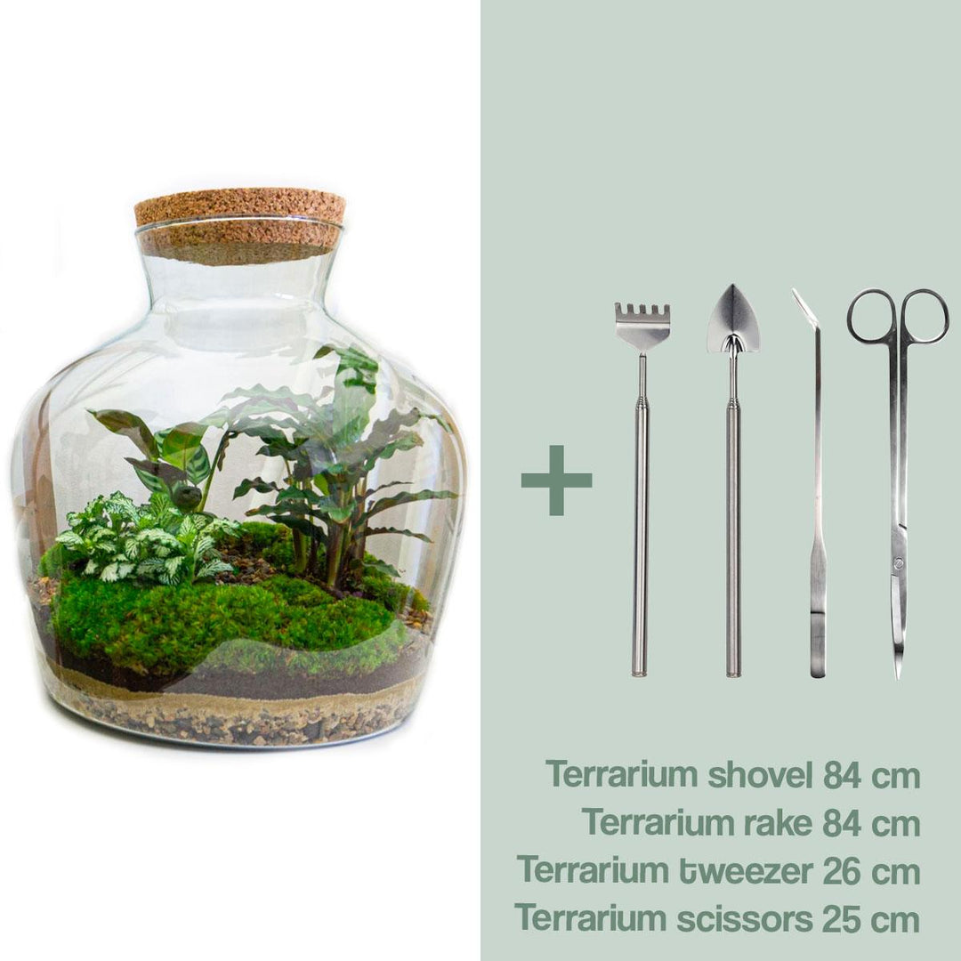 Glass Terrarium DIY Kit 30cm - Complete Set with Tools & Plants