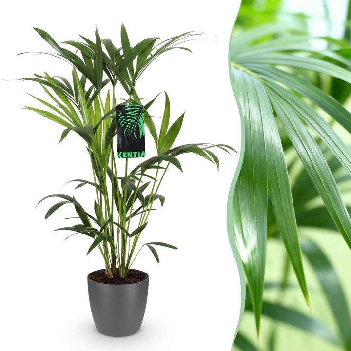 Kentia palm Howea forsteriana with arching feathery fronds in a matte grey decorative pot