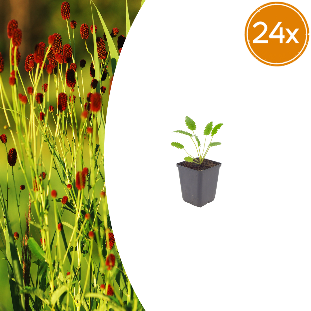 Young Sanguisorba officinalis 'Tanna' plant in grey pot with serrated green leaflets, shown at 10-25cm height, pack of 24