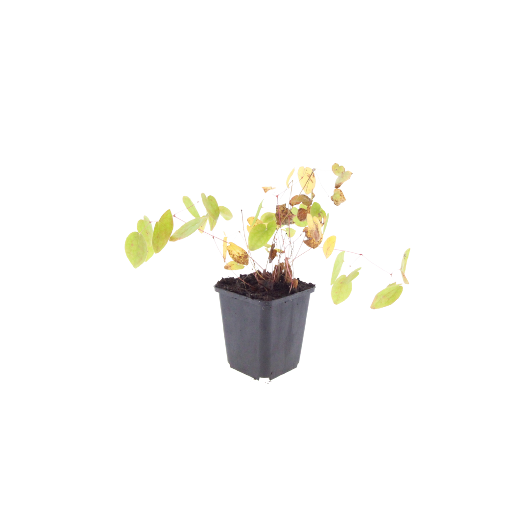 48x Epimedium y. 'Niveum' - ↕10-25cm - Ø9cm